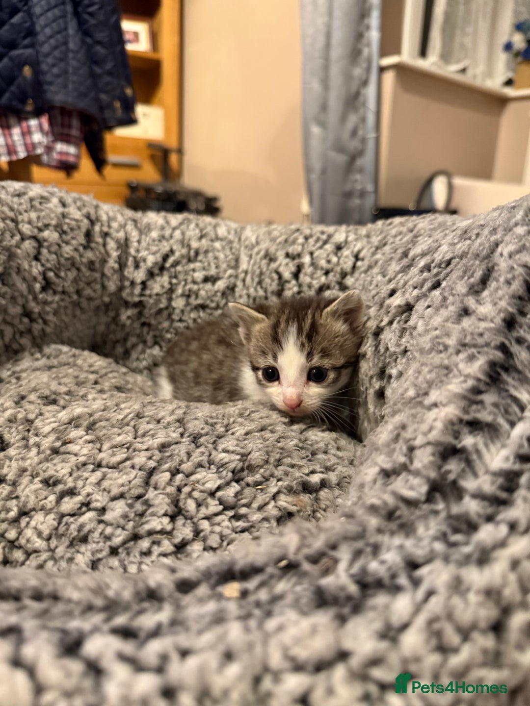 Mixed Breed cats for sale: Tiny kittens for sale - Image 4
