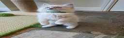 Ragdoll cats for sale: 💖Very Beautiful GCCF Registered Ragdoll Kittens. - Advert 29
