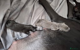 Cane Corso dogs for sale: Chunky cane corso puppies - Image 12