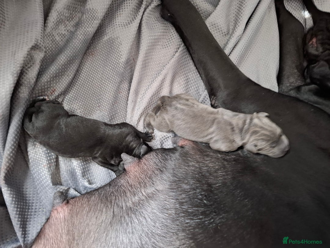 Cane Corso dogs for sale: Chunky cane corso puppies - Image 12