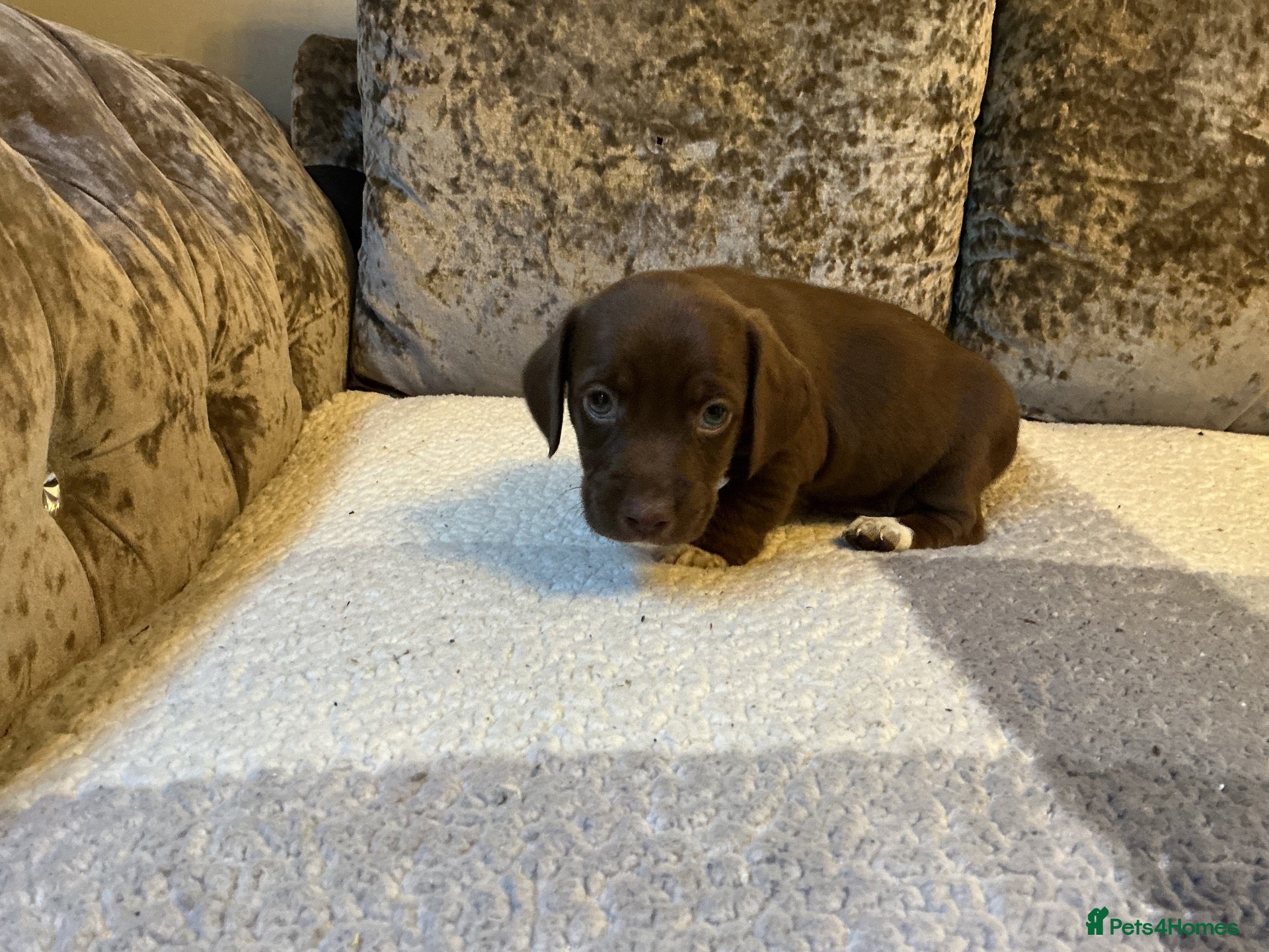 Mixed Breed dogs Cocker jacks - Advert 3