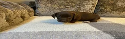 Mixed Breed dogs for sale: Cocker jacks - Advert 1