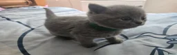 British Shorthair cats for sale: Beautiful  British Shorthair Kittens in Bournemouth - Advert 8
