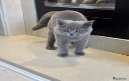 British Shorthair cats for sale: ❣️British Shorthair Kittens Blue❣️ - Image 23