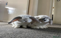 Dwarf Lop rabbits for sale: 2 male bunnies £50 each  - Image 1