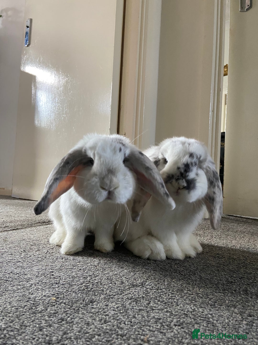 Dwarf Lop rabbits for sale: 2 male bunnies £50 each  - Image 1