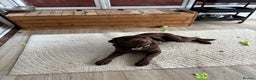 Labrador Retriever dogs for sale: Bingo - Advert 5