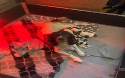 English Springer Spaniel dogs for sale: STUNNING L/W FEMALE PUPPY - Image 4
