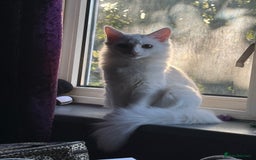 Maine Coon cats for sale: British long hair x mainecoone  - Image 1