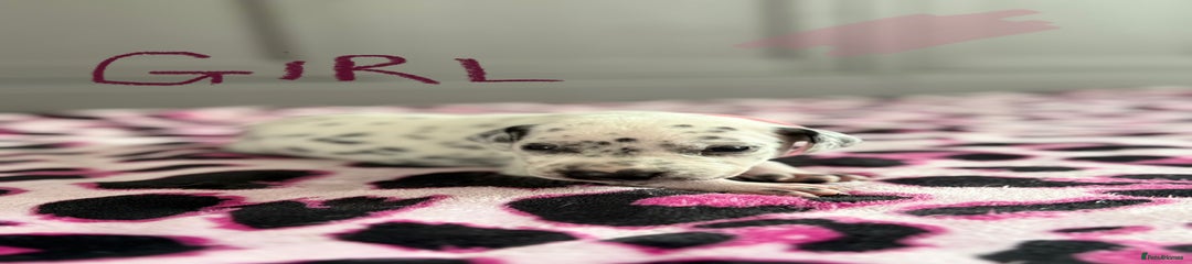 Miss Pink