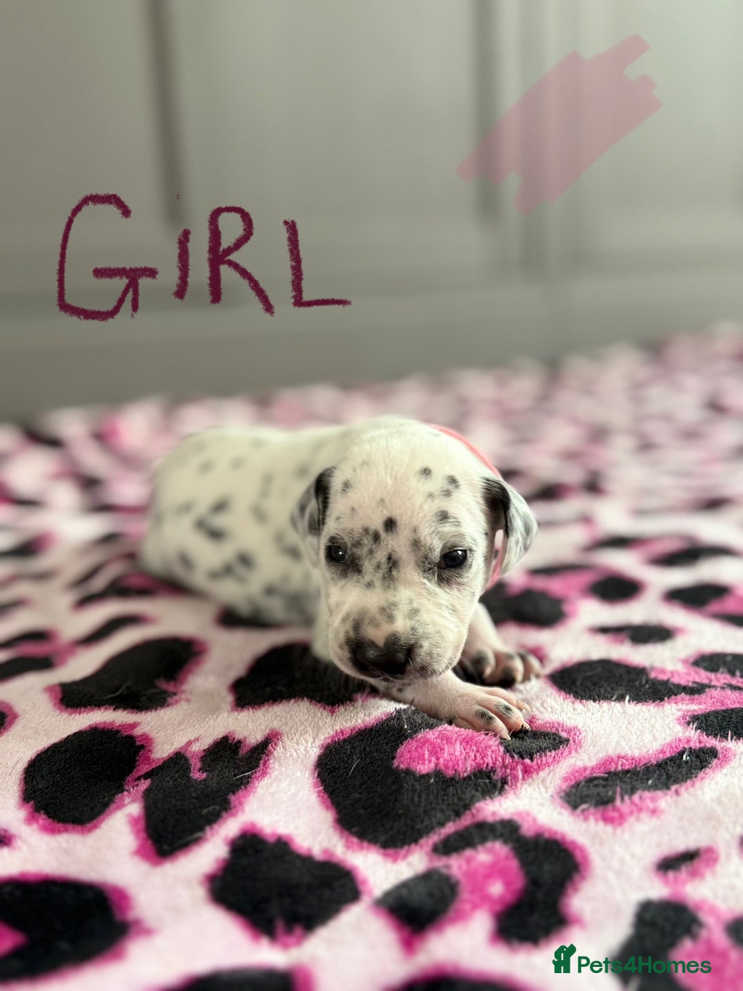 Dalmatian dogs for sale: Stunning KC Reg Dalmatian puppies  in Bristol - Image 32