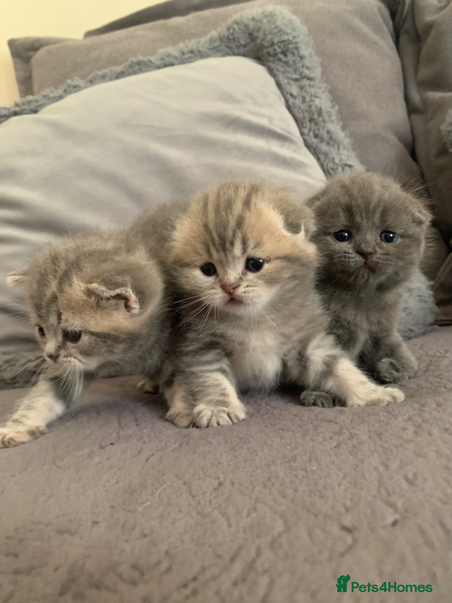 Scottish Fold cats 🌸PURE BREED SCOTTISH FOLD KITTENS🌸 - Advert 2