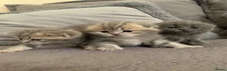 Scottish Fold cats for sale: 🌸PURE BREED SCOTTISH FOLD KITTENS🌸 - Advert 1