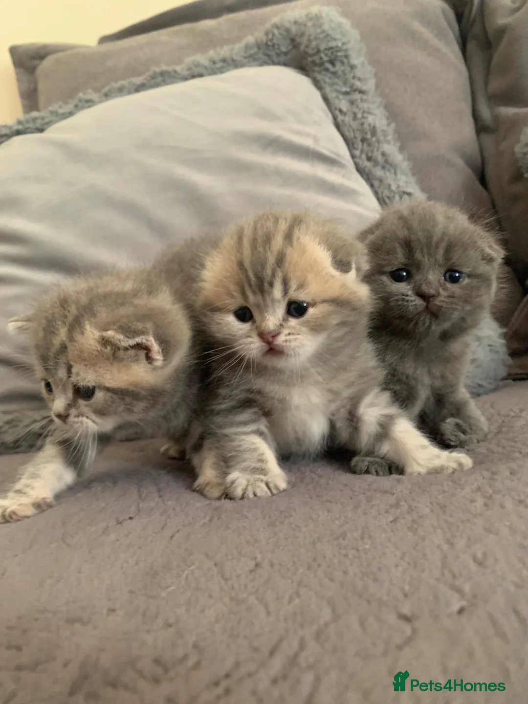 Scottish Fold cats for sale: 🌸PURE BREED SCOTTISH FOLD KITTENS🌸 - Advert 1