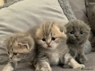Scottish Fold cats 🌸CUTE SCOTTISH FOLD KITTENS🌸 - Advert 1