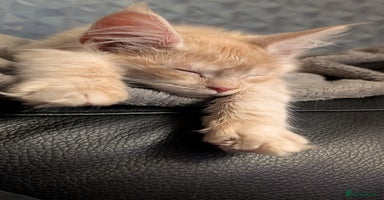 Maine Coon cats Tica registered Maine coon kittens - Advert 4