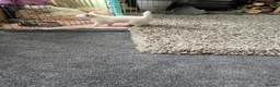 Chihuahua dogs for sale: KC Reg Chihuahua Pups, Champion lines. - Advert 8