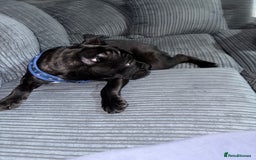 Mixed Breed dogs for sale: French bulldog mixed - Image 5