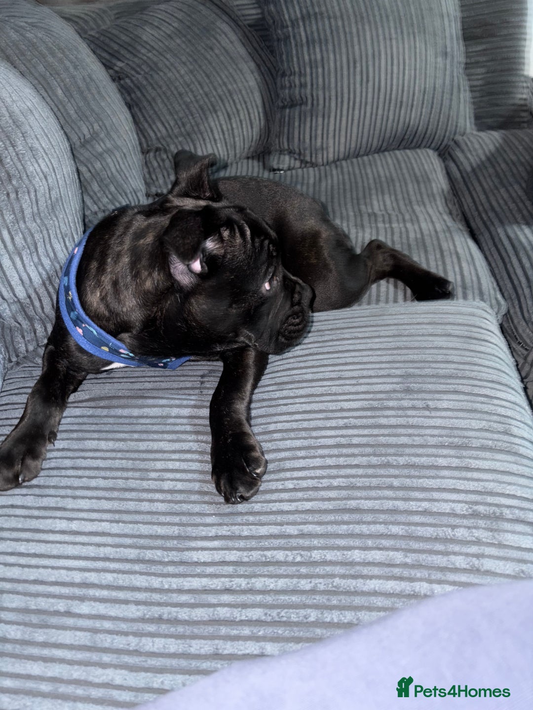 Mixed Breed dogs for sale: French bulldog mixed - Image 5
