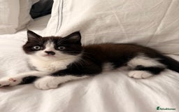 Persian cats for sale: Half Persian male  - Image 1