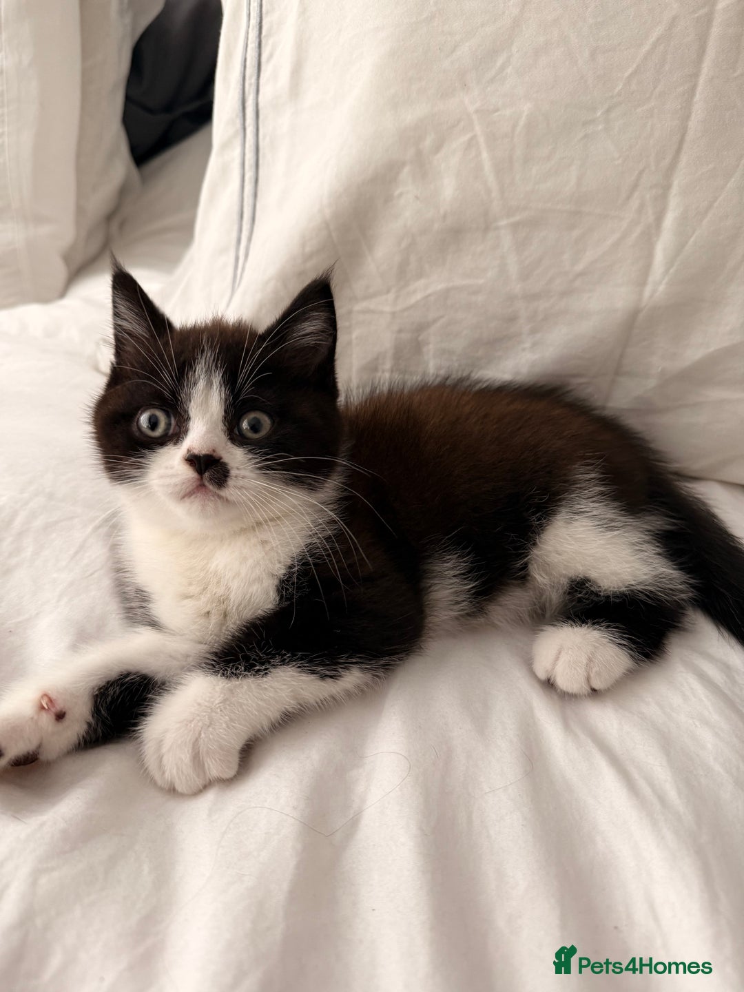 Persian cats for sale: Half Persian male  - Image 1