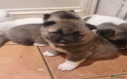 Akita dogs for sale: Akita puppies ready 7th December - Advert 20