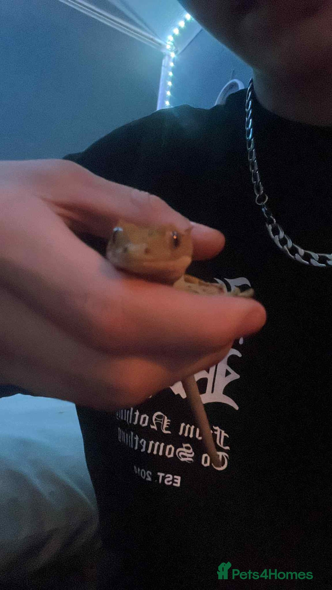 Gecko reptiles for sale: Crested geckos - Advert 6