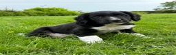 Sprollie dogs for sale: Sprollie Pups looking for forever homes - Advert 10