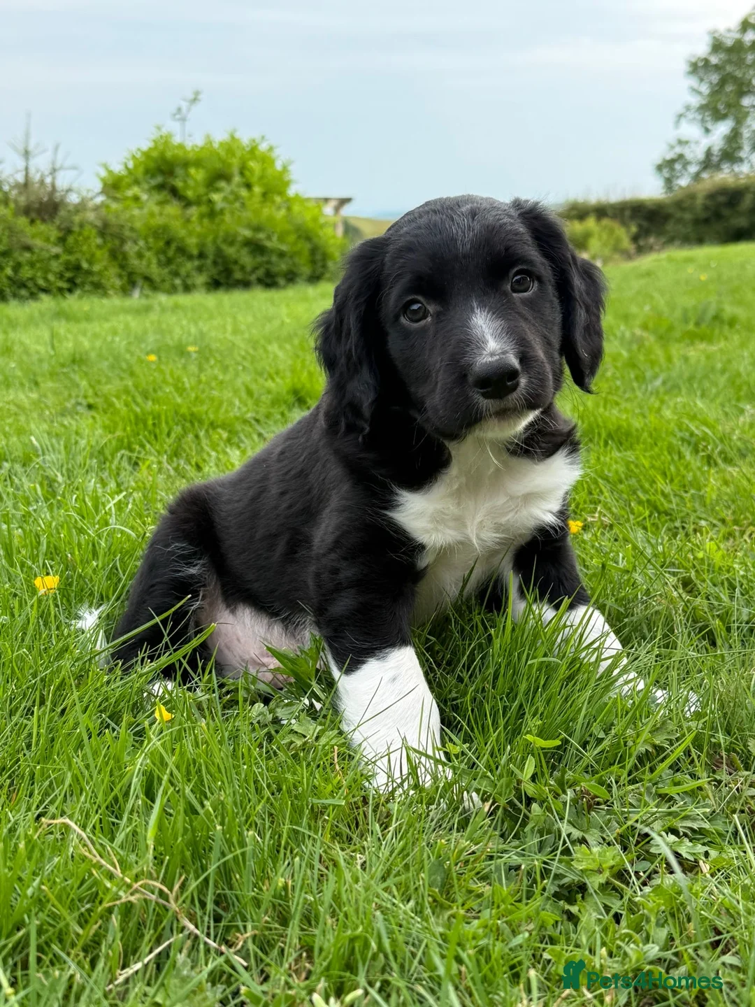 Sprollie dogs for sale: Sprollie Pups looking for forever homes - Advert 10