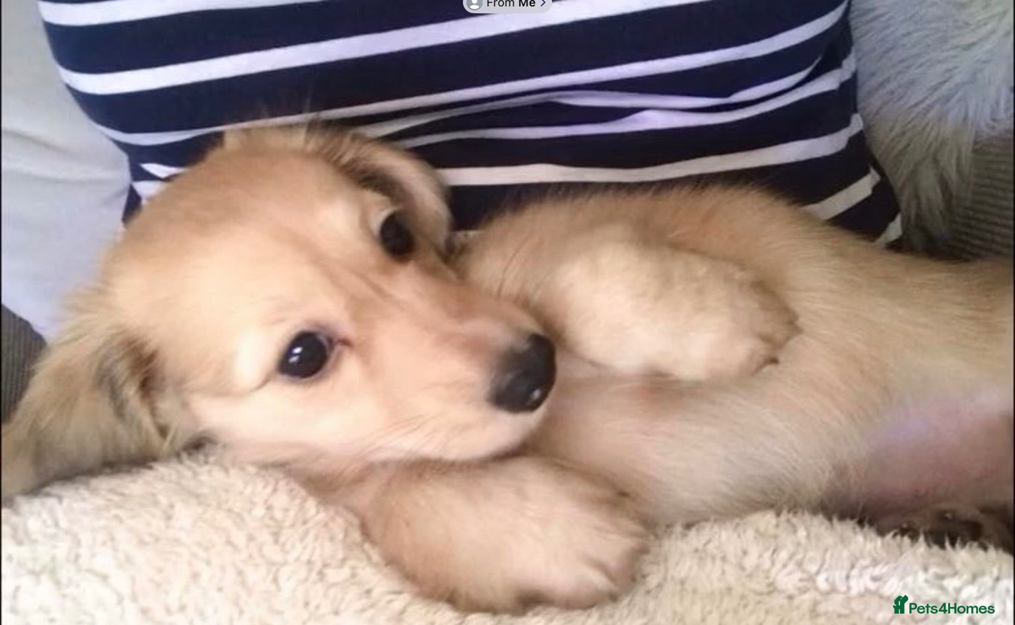 Miniature Dachshund dogs Kc registered mini long haired dachshund £2000 - Advert 8