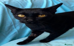 Bombay cats for sale: Beautiful Rare Female Pedigree Bombay Cat GCCF Reg - Image 5