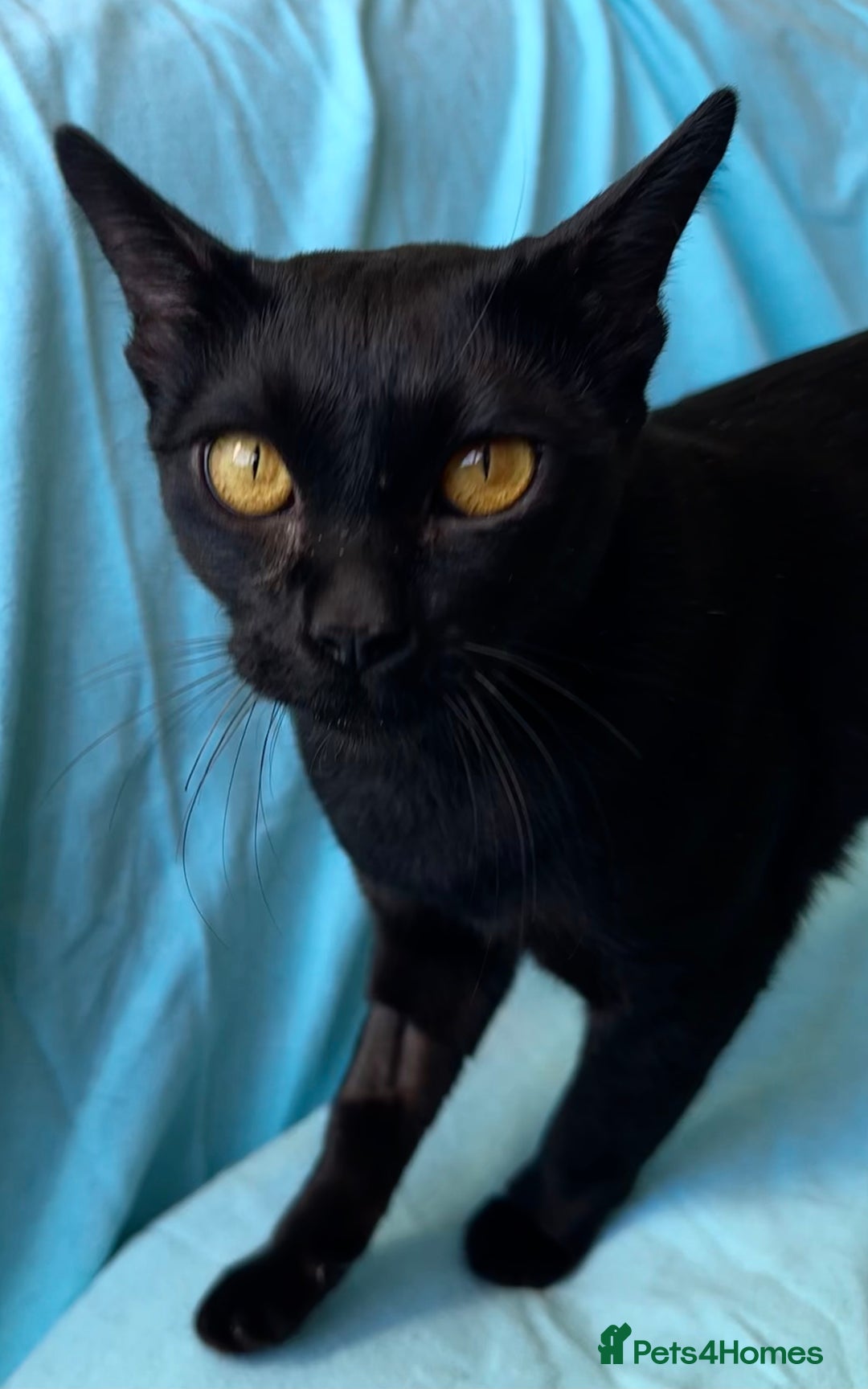 Bombay cats for sale: Beautiful Rare Female Pedigree Bombay Cat GCCF Reg - Image 5