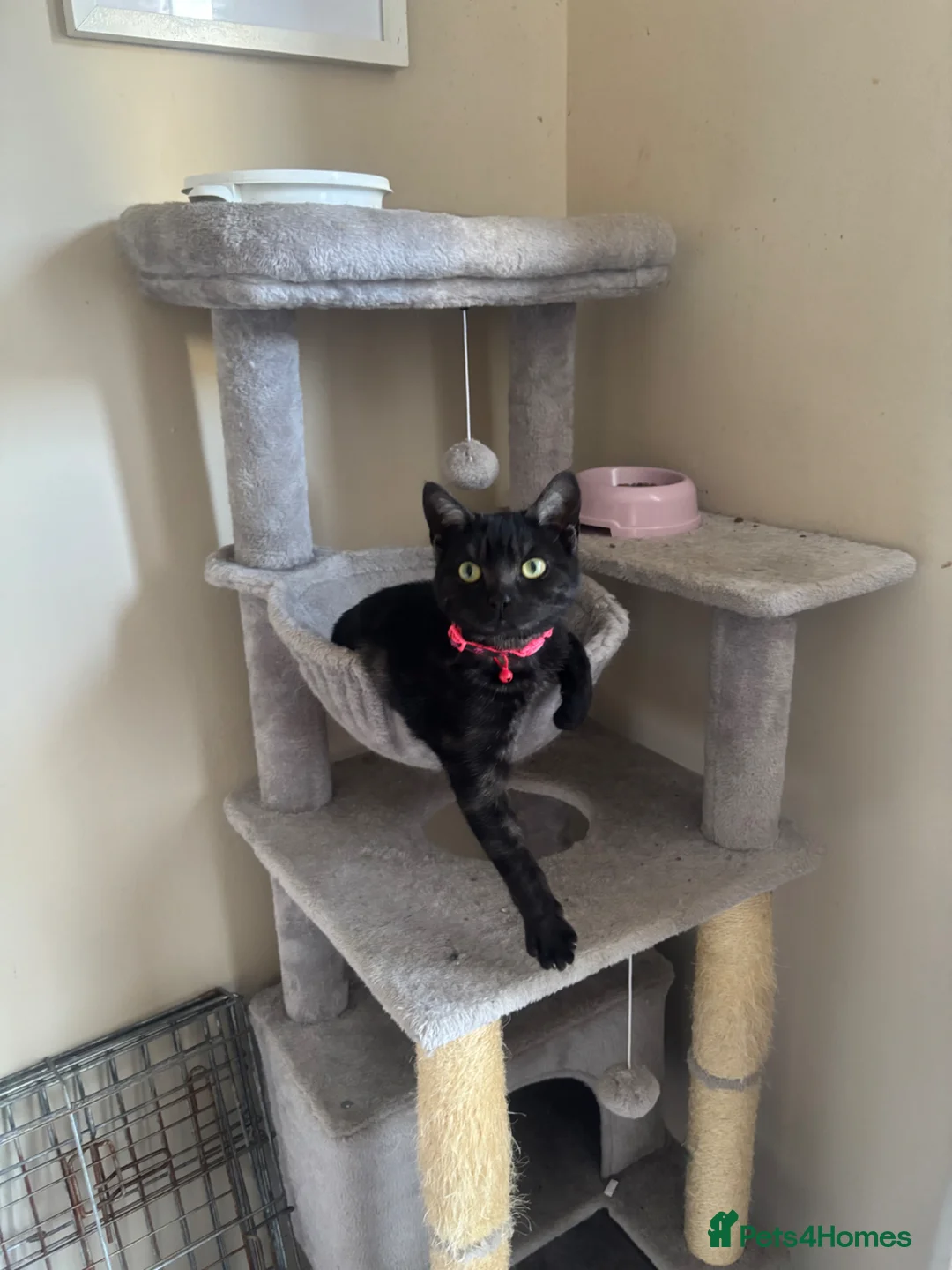 Mixed Breed cats for sale: Cats needing a new home  - Advert 2