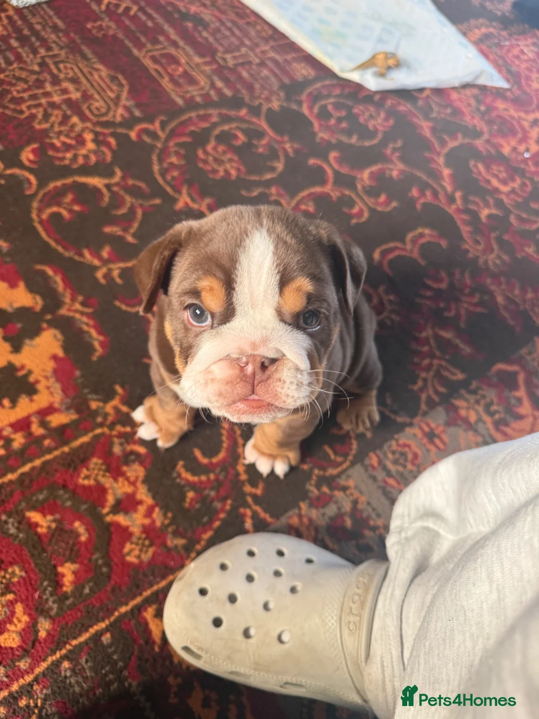 English Bulldog dogs for sale: Female Chocolate tri English bulldog  in Birmingham - Advert 12