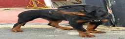 Rottweiler dogs for sale: Rottweiler - Advert 3