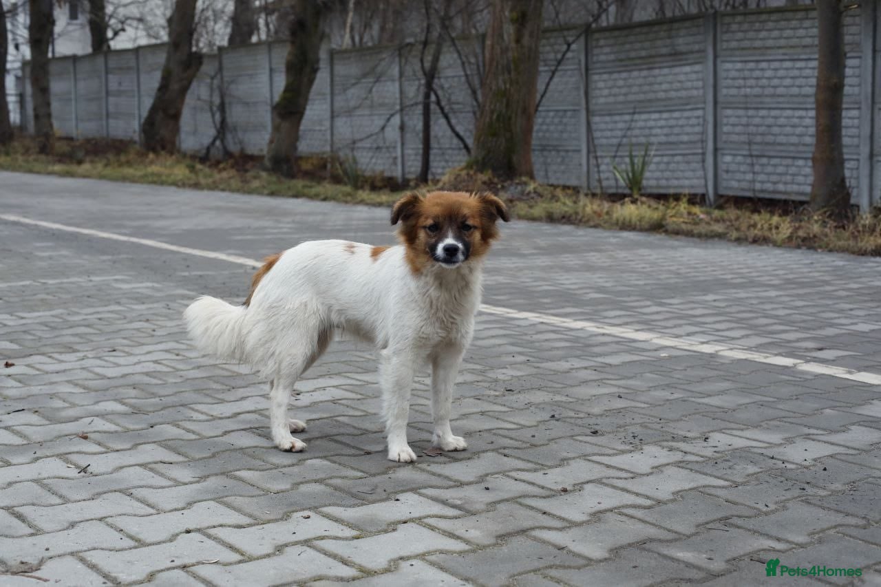 Mixed Breed dogs 💖🐶 MIMI 🐶💖 - Advert 8