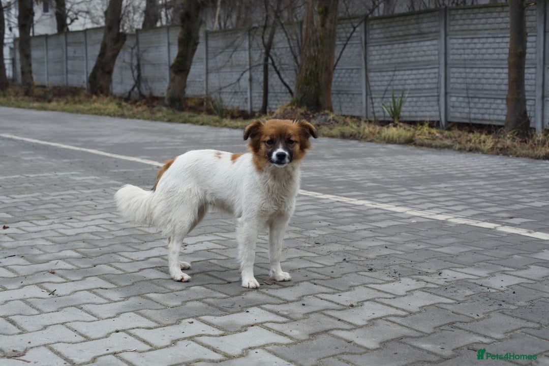 Mixed Breed dogs for adoption: 💖🐶 MIMI 🐶💖 - Advert 3