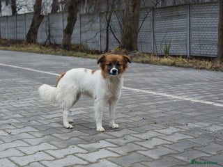 Mixed Breed dogs 💖🐶 MIMI 🐶💖 - Advert 17