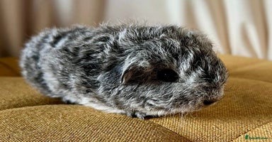 Guinea Pig rodents - Advert 6