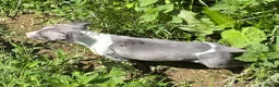 Whippet dogs for sale: KC registered whippet puppies  - Advert 3