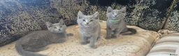 Russian Blue cats for sale: Fully TICA reg pedigree stunning kittens-READY NOW - Advert 23