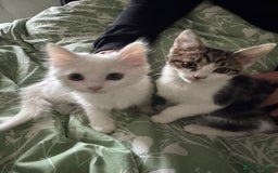 Mixed Breed cats for sale:  11 Week Old Kittens Ready For A New Home ❤️ - Image 4