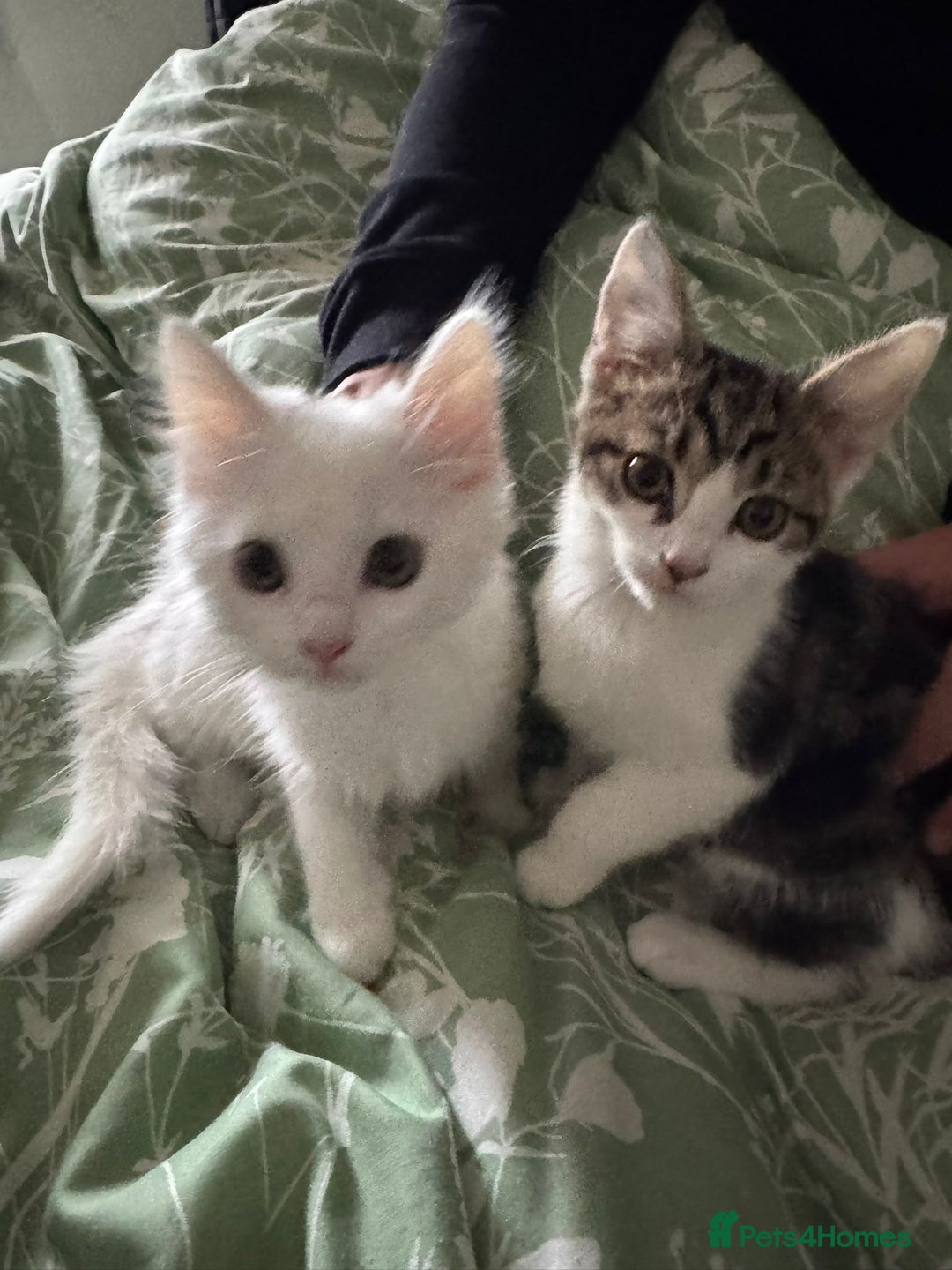 Mixed Breed cats for sale:  11 Week Old Kittens Ready For A New Home ❤️ - Image 4