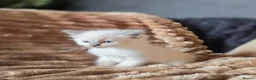 Ragdoll cats for sale: Beautiful Blue Ragdoll Kittens 2 Boys & 3 Girls - Advert 4