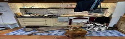 Siamese cats for sale: Pedigree quality kittens  in Longhope - Advert 25