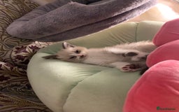 Persian cats for sale: Our cute adorable little female seal point  - Image 6