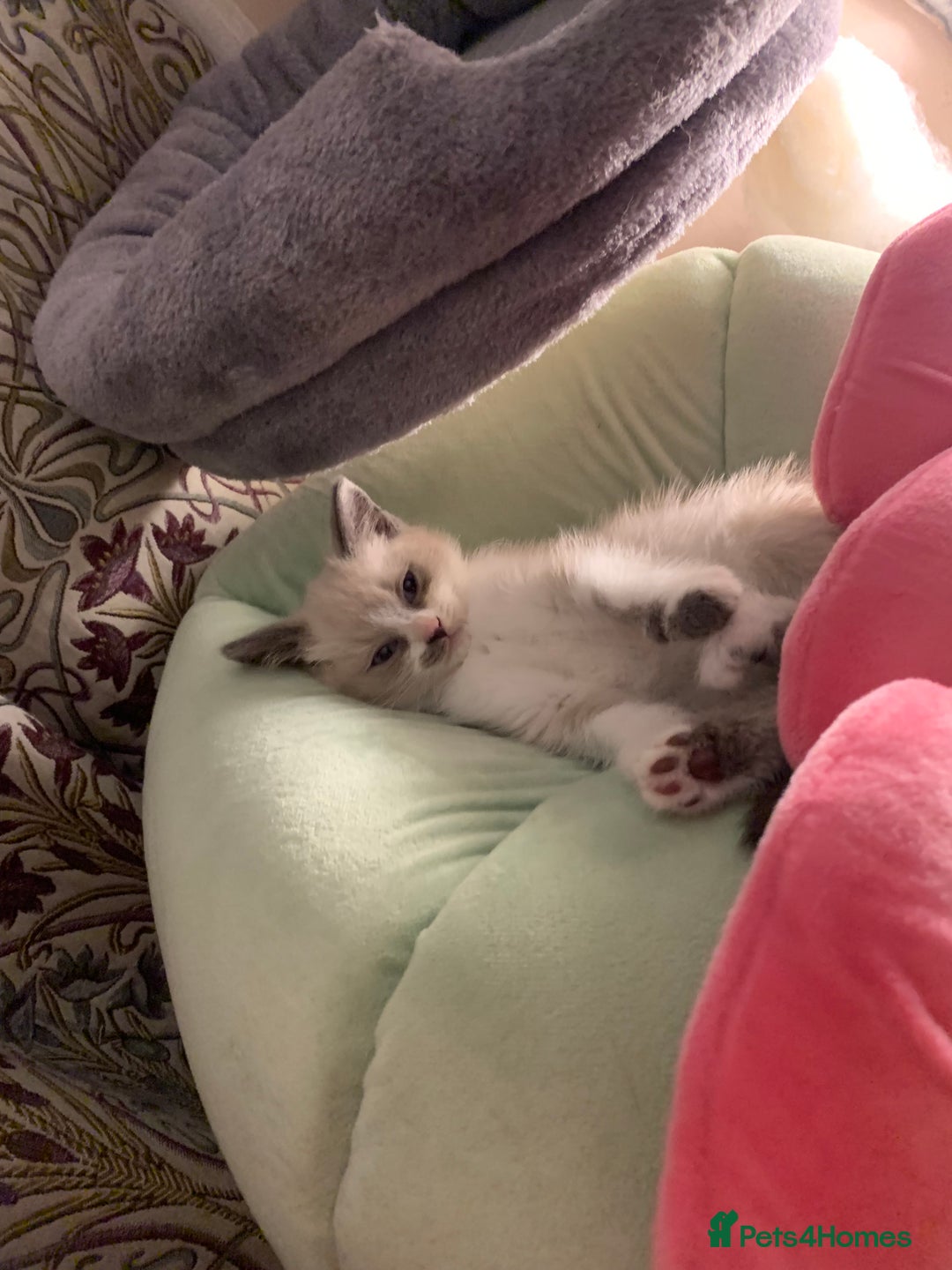 Persian cats for sale: Our cute adorable little female seal point  - Image 6