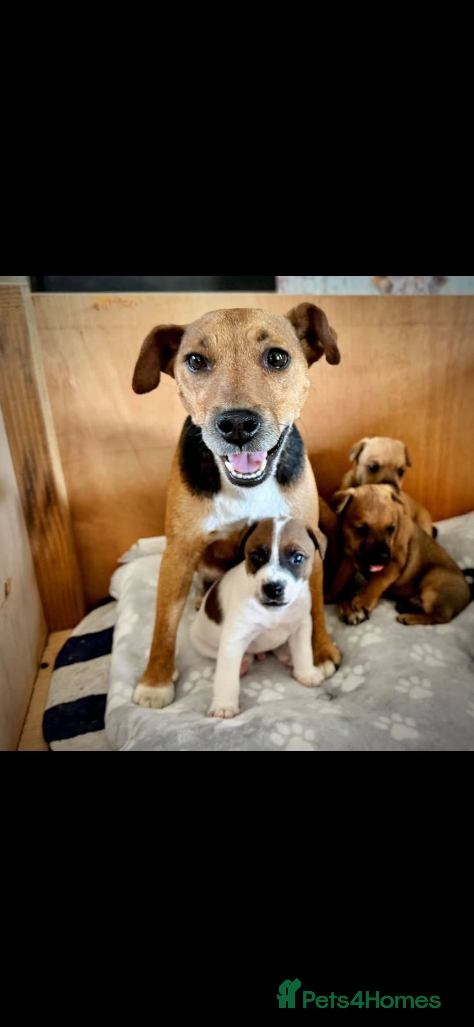 Mixed Breed dogs Adorable patterjack/Lakeland puppies - Advert 1