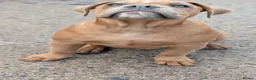 Olde English Bulldogge dogs for sale: Olde English bulldogge  - Advert 21