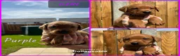 Labrador Retriever dogs for sale: *Videos* 7 KC-Registered Fox Red Labrador Pups🐶 - Advert 3